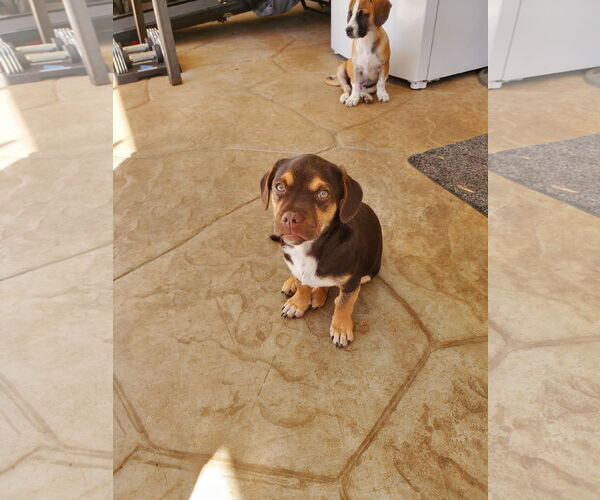 Medium Photo #9 Daug Puppy For Sale in Escondido, CA, USA