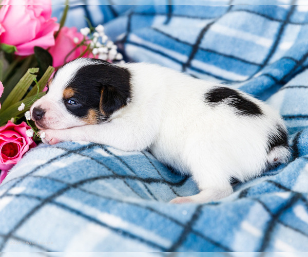 Medium Photo #11 Fox Terrier (Smooth)-Fox Terrier (Toy) Mix Puppy For Sale in WAKARUSA, IN, USA