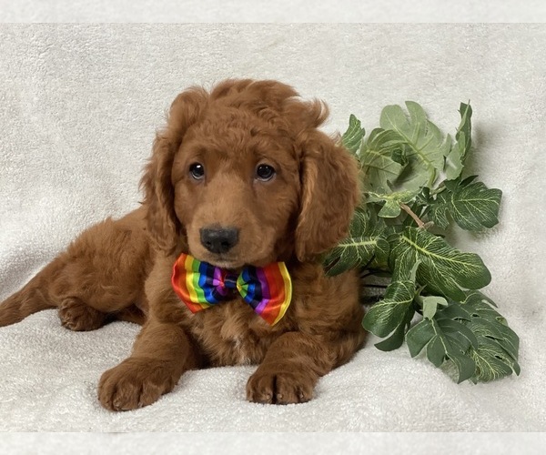 Medium Photo #4 Goldendoodle-Poodle (Miniature) Mix Puppy For Sale in CEDAR LANE, PA, USA