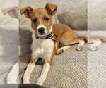 Small #1 Mutt