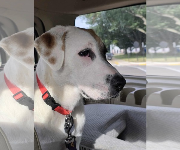 Medium Photo #7 Mutt Puppy For Sale in Overland Park, KS, USA