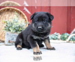 Small Photo #29 German Shepherd Dog Puppy For Sale in PARKESBURG, PA, USA