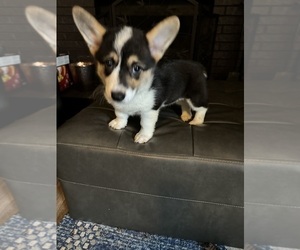 Pembroke Welsh Corgi Puppy for Sale in HERMITAGE, Tennessee USA