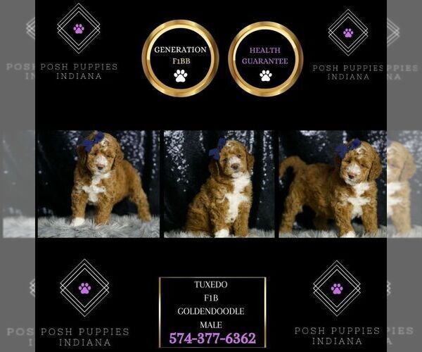 Medium Photo #7 Goldendoodle (Miniature) Puppy For Sale in WARSAW, IN, USA
