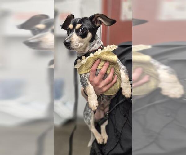 Medium Photo #1 Chihuahua Puppy For Sale in San Antonio, TX, USA