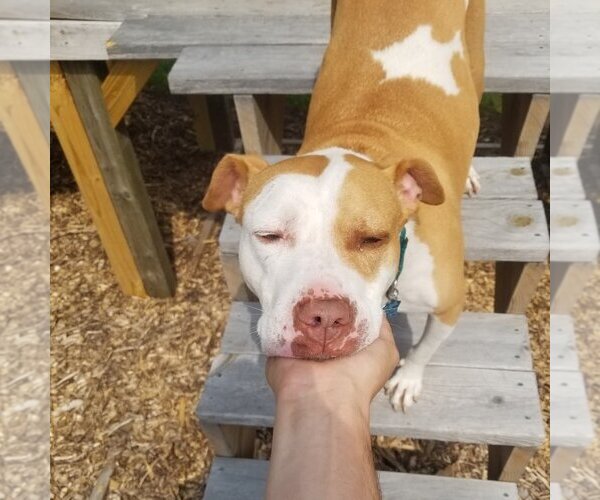 Medium Photo #8 American Pit Bull Terrier-Unknown Mix Puppy For Sale in Belleville, MI, USA