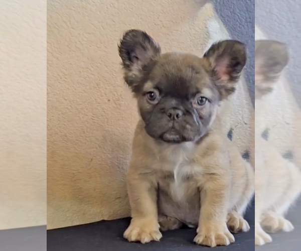 Medium Photo #22 French Bulldog Puppy For Sale in LOS ALTOS, CA, USA
