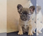 Small Photo #22 French Bulldog Puppy For Sale in LOS ALTOS, CA, USA