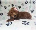 Small #2 Goldendoodle (Miniature)
