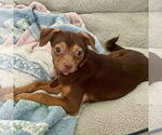 Small #1 Chihuahua Mix
