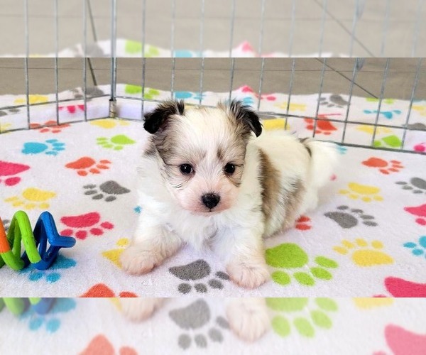 Medium Photo #5 Papitese Puppy For Sale in ORO VALLEY, AZ, USA