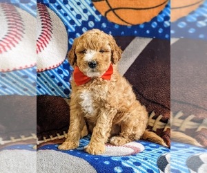 Goldendoodle (Miniature) Puppy for sale in KIRKWOOD, PA, USA