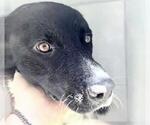 Small #1 Labrador Retriever Mix