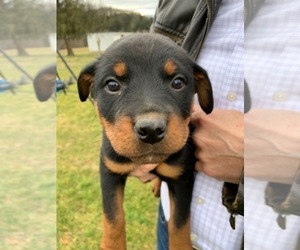 Rottweiler Puppy for sale in PORT ROYAL, PA, USA