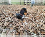 Small #4 American Foxhound-Beagle Mix
