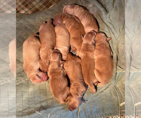 Medium Photo #2 Golden Retriever Puppy For Sale in LIME SPRINGS, IA, USA