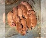 Small Photo #2 Golden Retriever Puppy For Sale in LIME SPRINGS, IA, USA