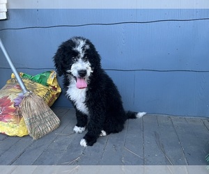 Bernedoodle Puppy for sale in SPOKANE, WA, USA