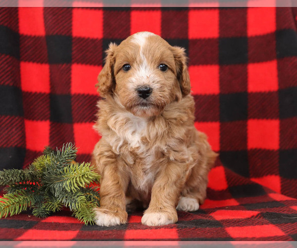 Medium Photo #1 Goldendoodle Puppy For Sale in MILLERSBURG, PA, USA