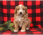 Small Photo #1 Goldendoodle Puppy For Sale in MILLERSBURG, PA, USA