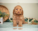 Puppy Sophie Goldendoodle (Miniature)