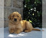Small Photo #1 Golden Retriever Puppy For Sale in NARVON, PA, USA