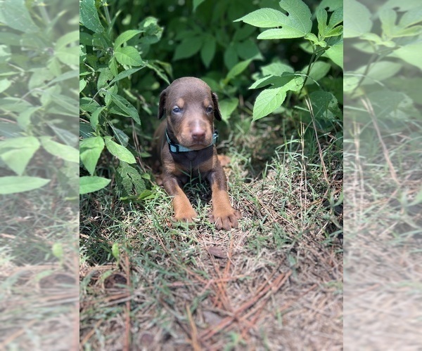 Medium Photo #8 Doberman Pinscher Puppy For Sale in BRINKLEY, AR, USA