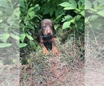 Small #7 Doberman Pinscher