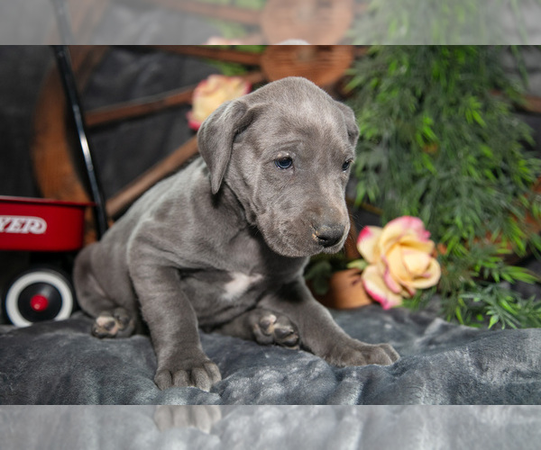 Medium Photo #12 Great Dane Puppy For Sale in SHELBY, OH, USA