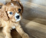 Small #5 Cavalier King Charles Spaniel