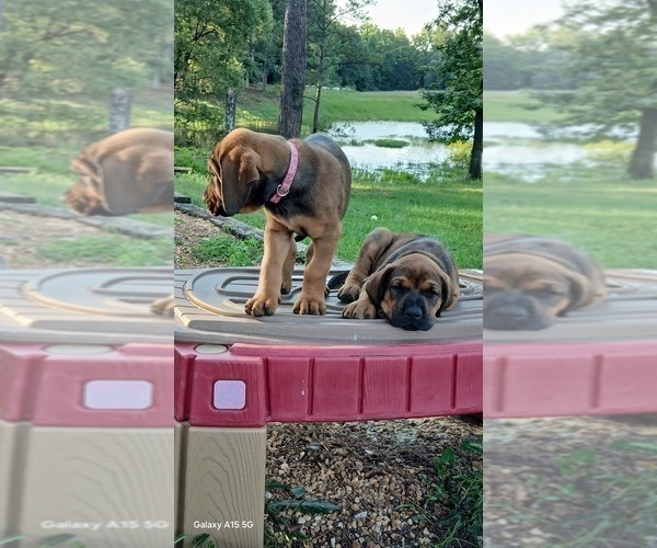 Medium Photo #6 Doberman Pinscher Puppy For Sale in BRANTLEY, AL, USA