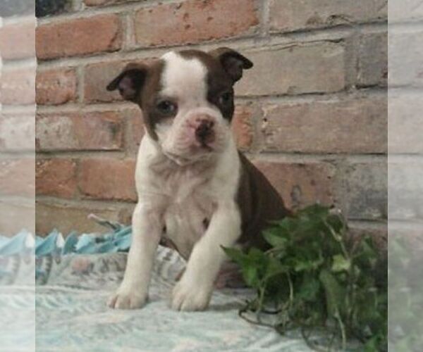 Medium Photo #1 Boston Terrier Puppy For Sale in HOT SPRINGS, SD, USA