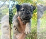 Small Photo #1 French Bulldog Puppy For Sale in TERRACE PARK, OH, USA