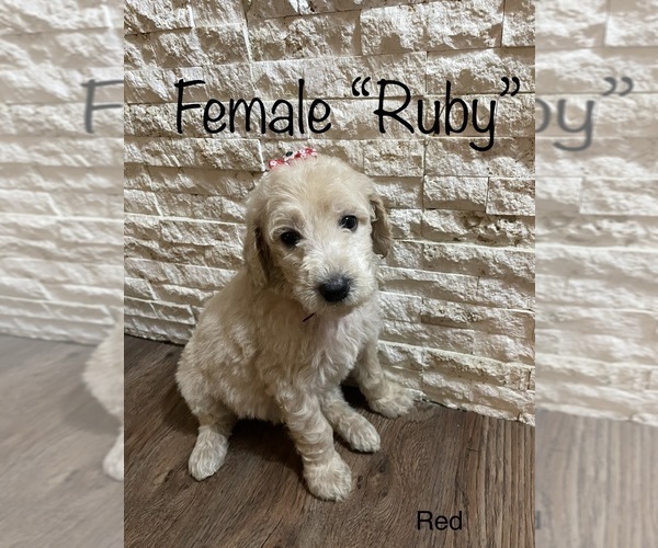 Medium Photo #10 Goldendoodle Puppy For Sale in KEIZER, OR, USA