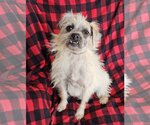 Small Photo #1 Pugairn Puppy For Sale in Albuquerque, NM, USA