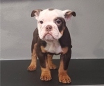 Small Photo #2 Bulldog Puppy For Sale in PASADENA, TX, USA