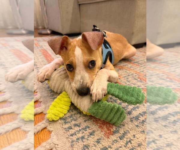 Medium Photo #6 Jack Russell Terrier-Unknown Mix Puppy For Sale in New York, NY, USA