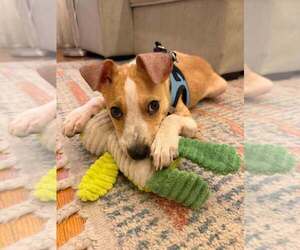 Pete (AL) - Male Jack Russell Terrier-Unknown Mix Dog for Adoption - Photo #6