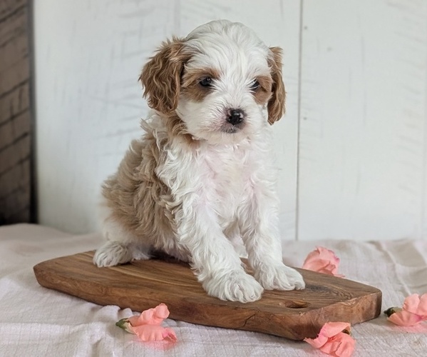 Medium Photo #5 Cavapoo (Miniature) Puppy For Sale in GOSHEN, IN, USA
