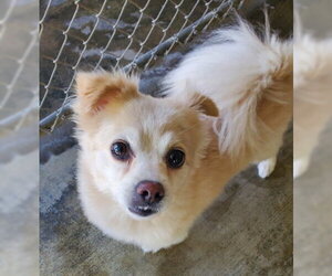 Bentley - Male Shiranian Dog for Adoption - Photo #5