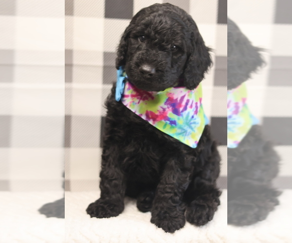 Medium Photo #4 Goldendoodle-Poodle (Standard) Mix Puppy For Sale in MANCHESTER, CT, USA
