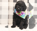 Small Photo #4 Goldendoodle-Poodle (Standard) Mix Puppy For Sale in MANCHESTER, CT, USA