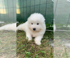 Samoyed Puppy for sale in SANTA ANA, CA, USA