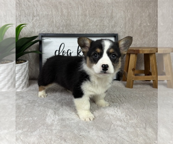 Medium Photo #2 Pembroke Welsh Corgi Puppy For Sale in FRANKLIN, IN, USA