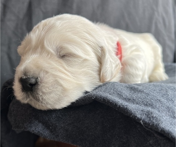 Medium Photo #5 Golden Retriever Puppy For Sale in ALPENA, MI, USA