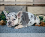Small Photo #9 French Bulldog Puppy For Sale in SUGARCREEK, OH, USA
