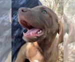 Small Photo #3 Chesapeake Bay Retriever Puppy For Sale in BROWNS VALLEY, CA, USA