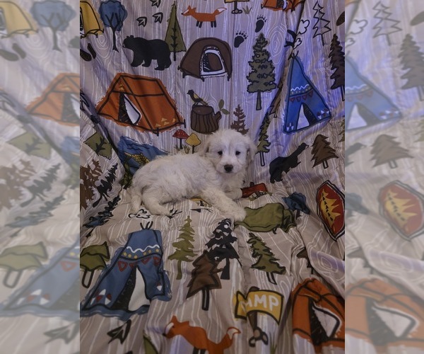 Medium Photo #9 Chizer Puppy For Sale in MONTEZUMA, GA, USA