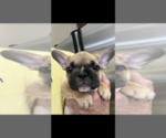 Small Photo #4 French Bulldog Puppy For Sale in SAN JOSE, CA, USA