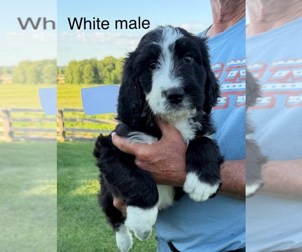 Medium Photo #1 Bernedoodle Puppy For Sale in SPENCER, IN, USA